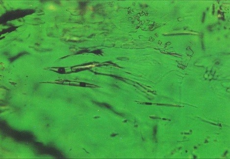 Microscopic image of emerald with inclusions